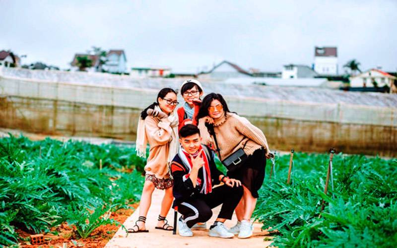 hoa atiso Đà Lạt