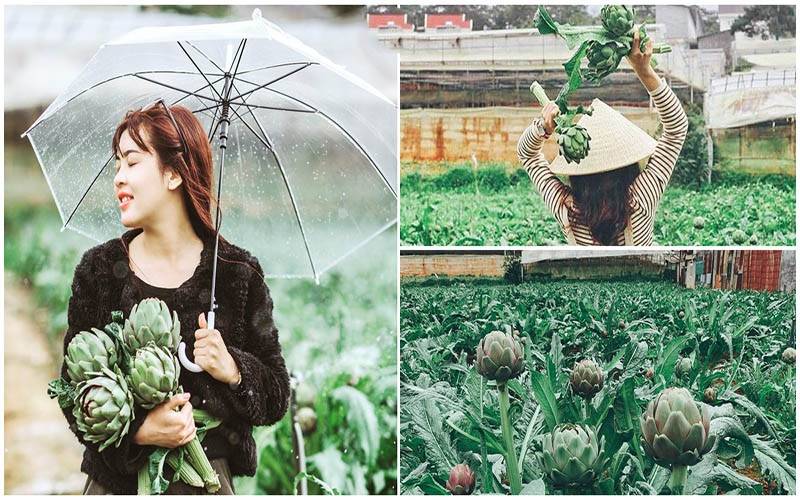 hoa atiso Đà Lạt